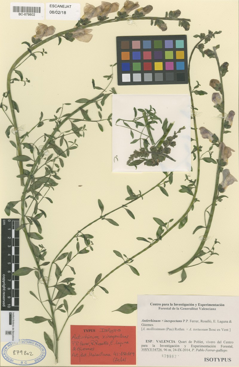 Antirrhinum × inexpectans