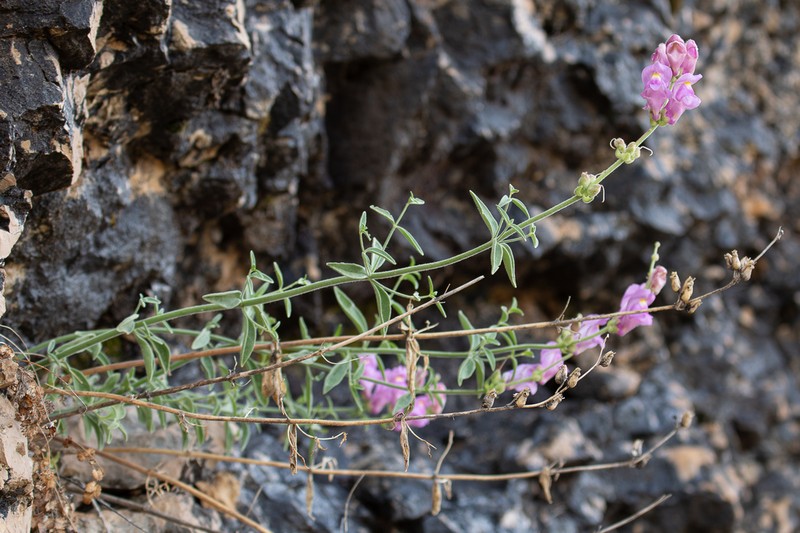 Antirrhinum australe