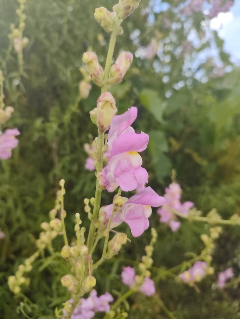 Antirrhinum australe photo 2