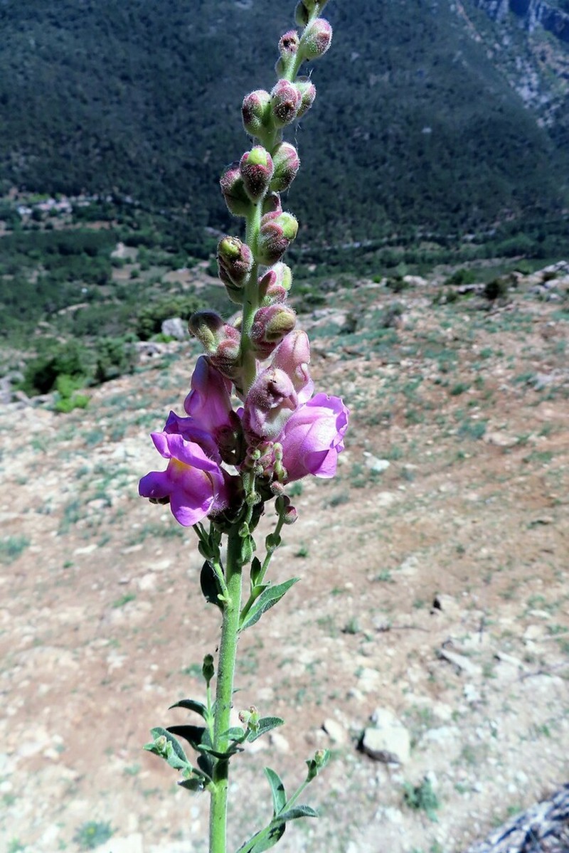 Antirrhinum australe photo 3