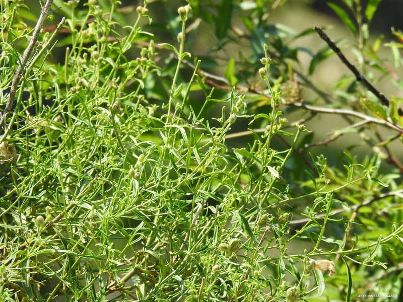 Antirrhinum australe photo 4