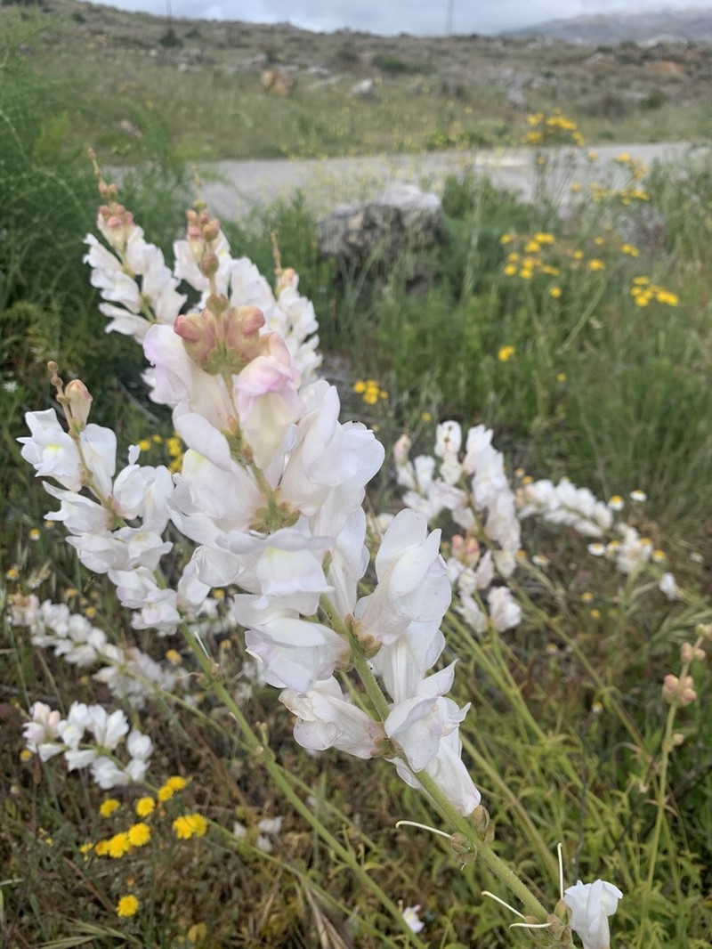Antirrhinum australe photo 5