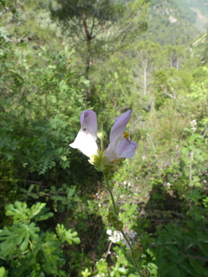 Antirrhinum australe photo 6