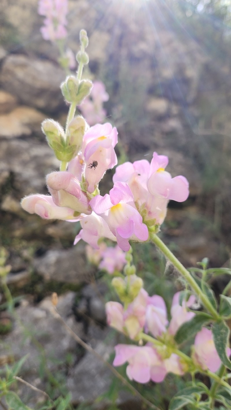 Antirrhinum australe photo 7