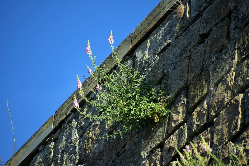Antirrhinum australe photo 8