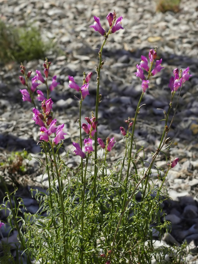 Antirrhinum barrelieri