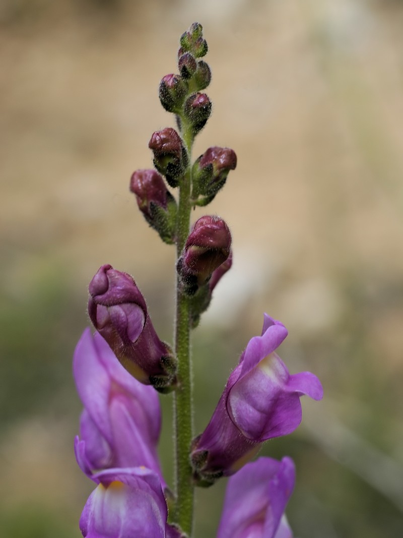 Antirrhinum barrelieri photo 2