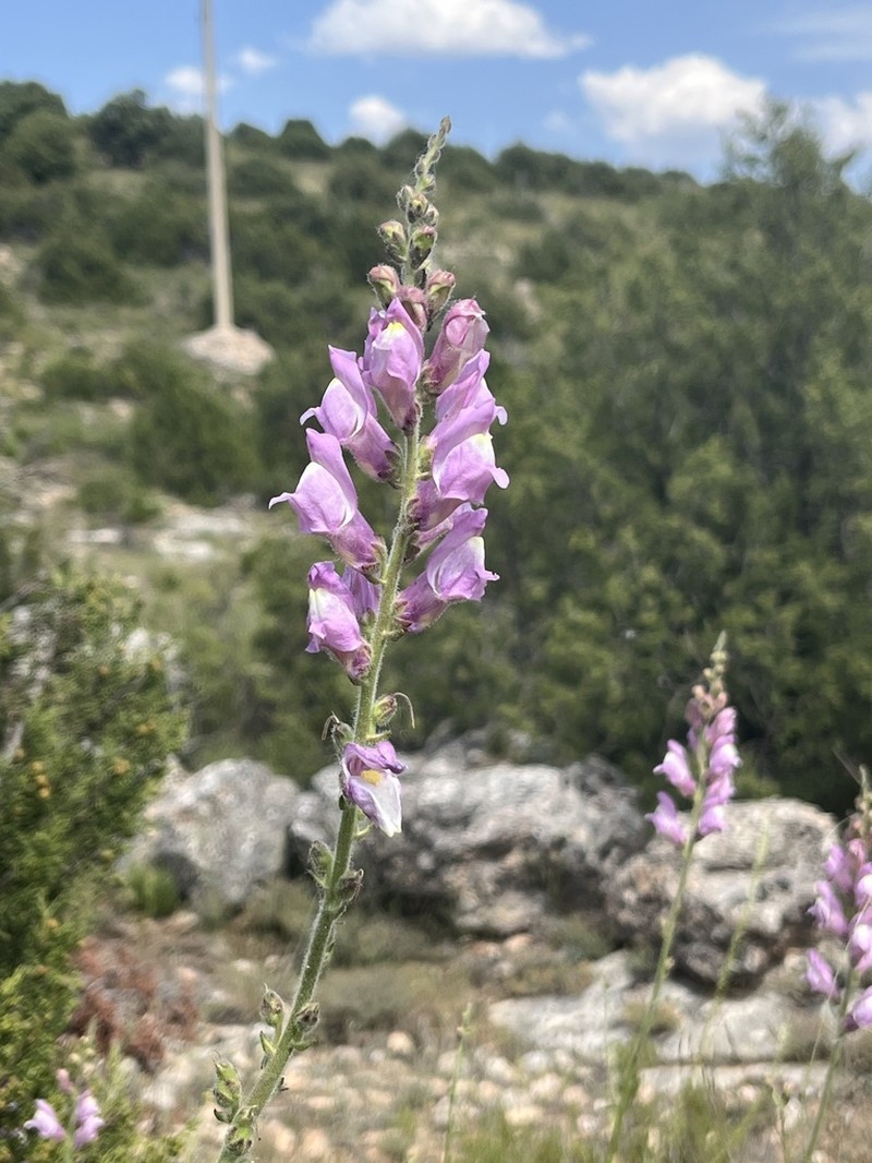 Antirrhinum barrelieri photo 3