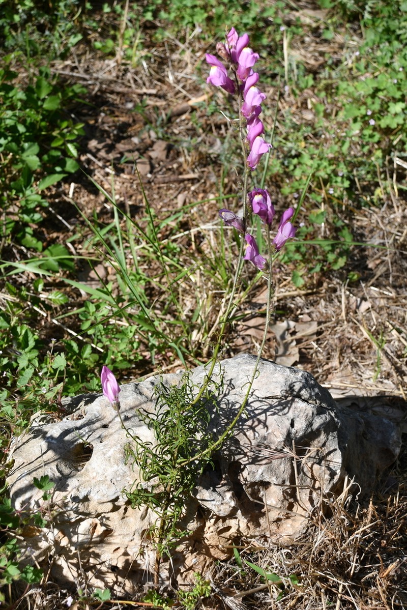Antirrhinum barrelieri photo 4
