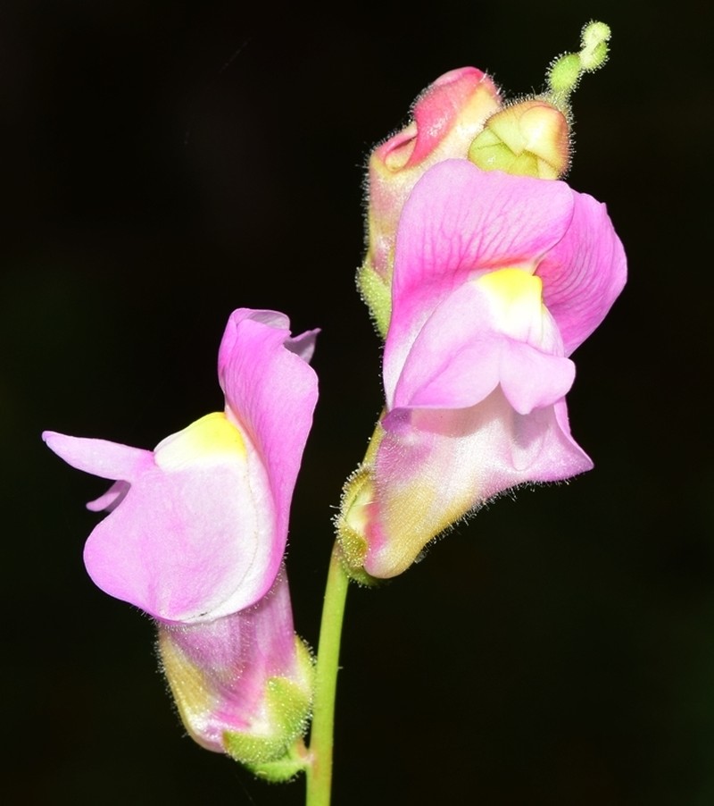 Antirrhinum barrelieri photo 6