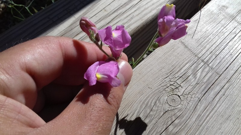 Antirrhinum barrelieri photo 7