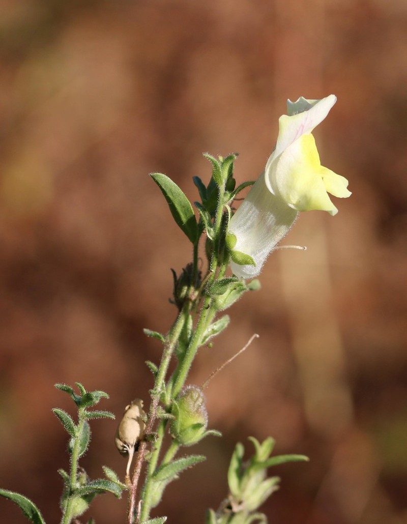 Antirrhinum braun-blanquetii