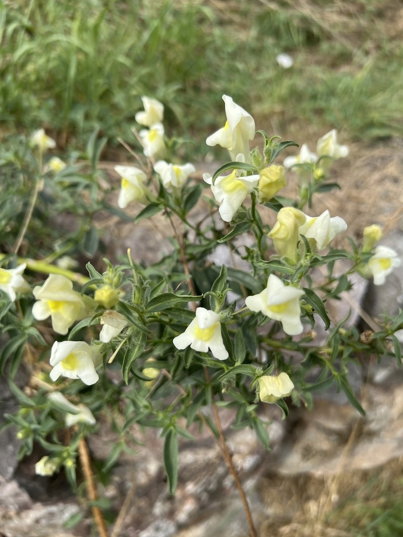 Antirrhinum braun-blanquetii photo 2