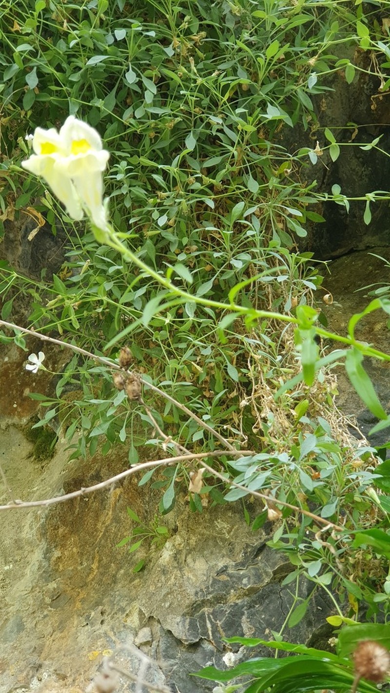 Antirrhinum braun-blanquetii photo 3