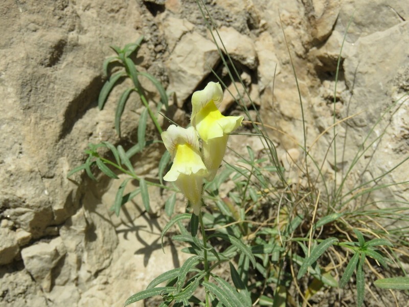 Antirrhinum braun-blanquetii photo 4