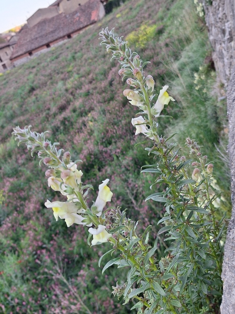 Antirrhinum braun-blanquetii photo 5