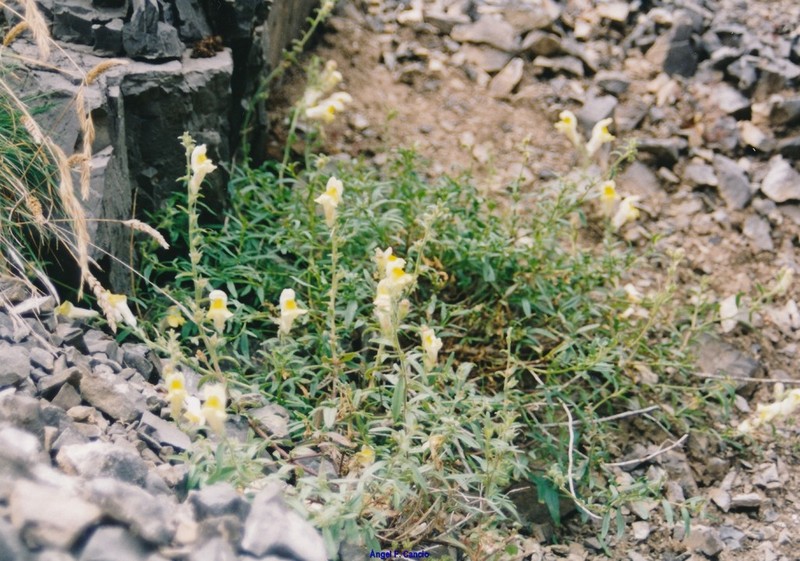 Antirrhinum braun-blanquetii photo 6