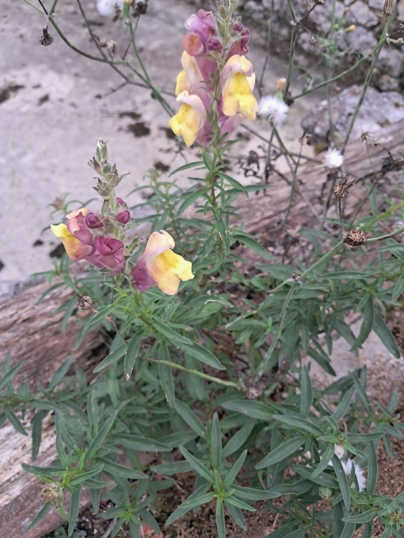 Antirrhinum braun-blanquetii photo 7