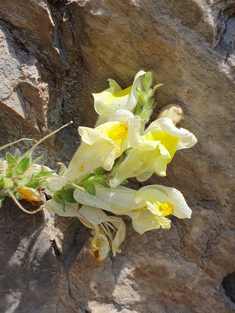 Antirrhinum braun-blanquetii photo 8