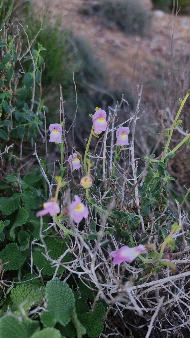 Antirrhinum charidemi