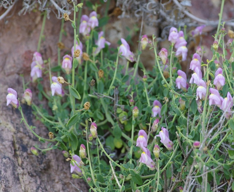 Antirrhinum charidemi photo 2