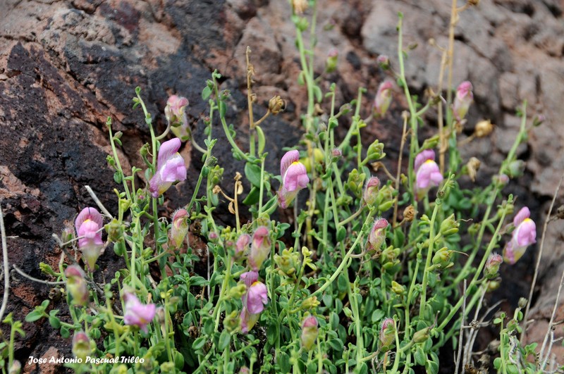 Antirrhinum charidemi photo 3