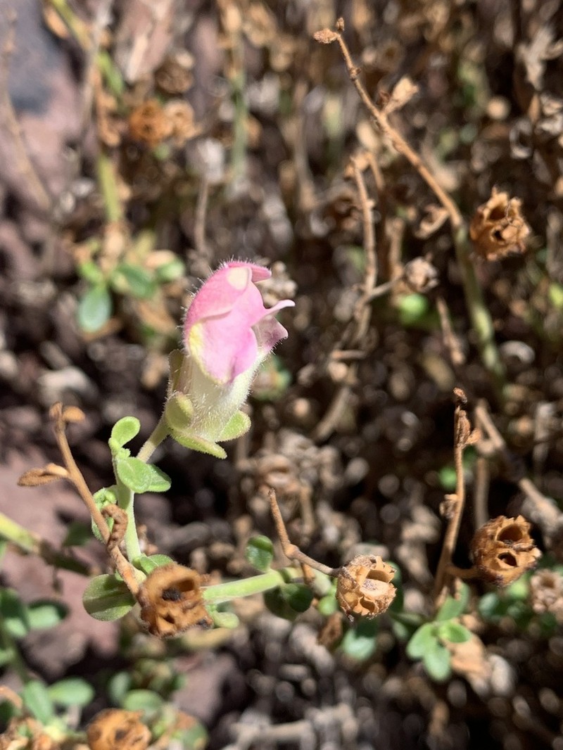 Antirrhinum charidemi photo 4