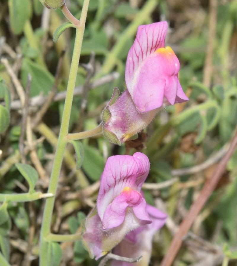 Antirrhinum charidemi photo 5
