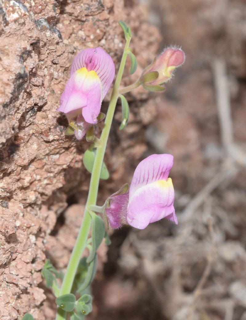 Antirrhinum charidemi photo 6
