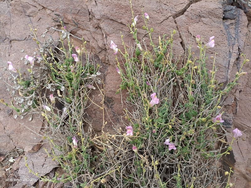 Antirrhinum charidemi photo 7
