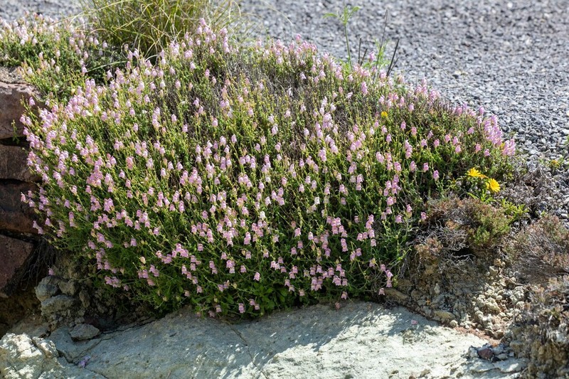 Antirrhinum charidemi photo 8