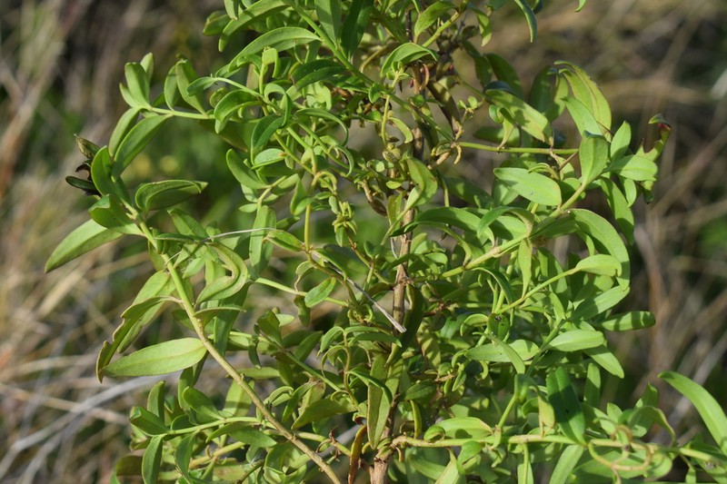 Antirrhinum cirrhigerum