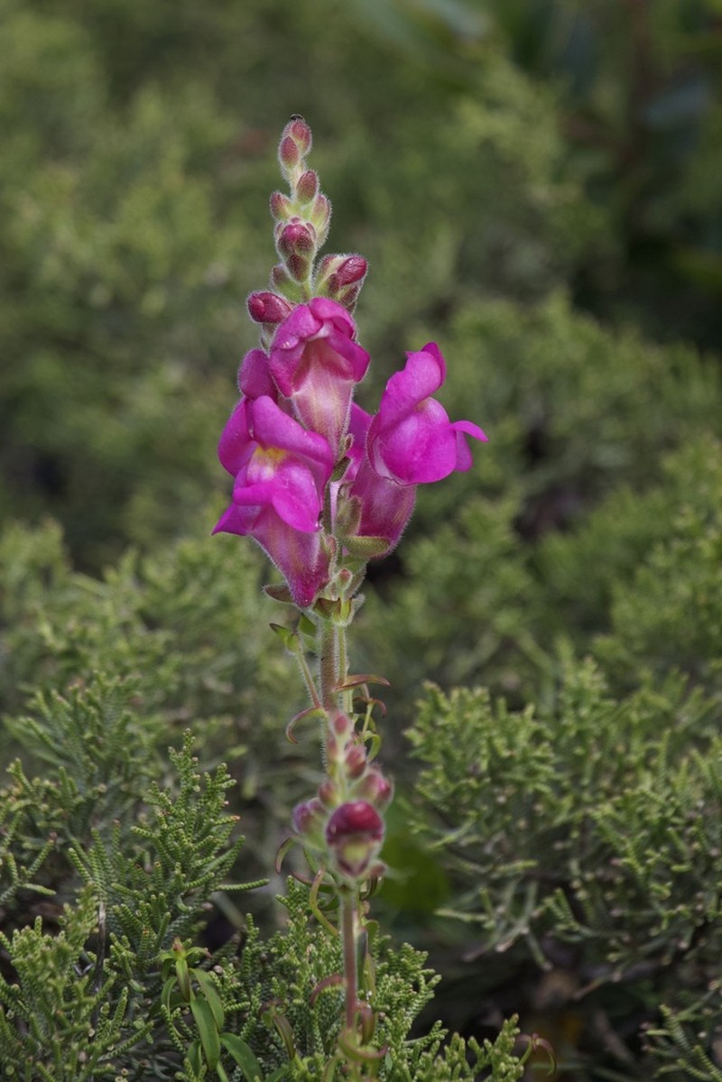 Antirrhinum cirrhigerum photo 2
