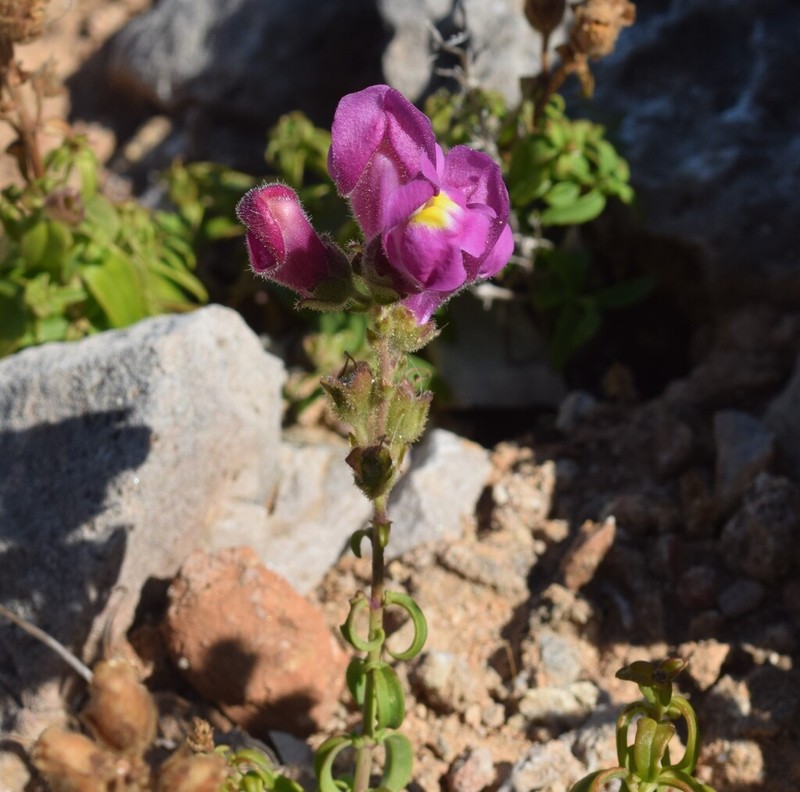 Antirrhinum cirrhigerum photo 3