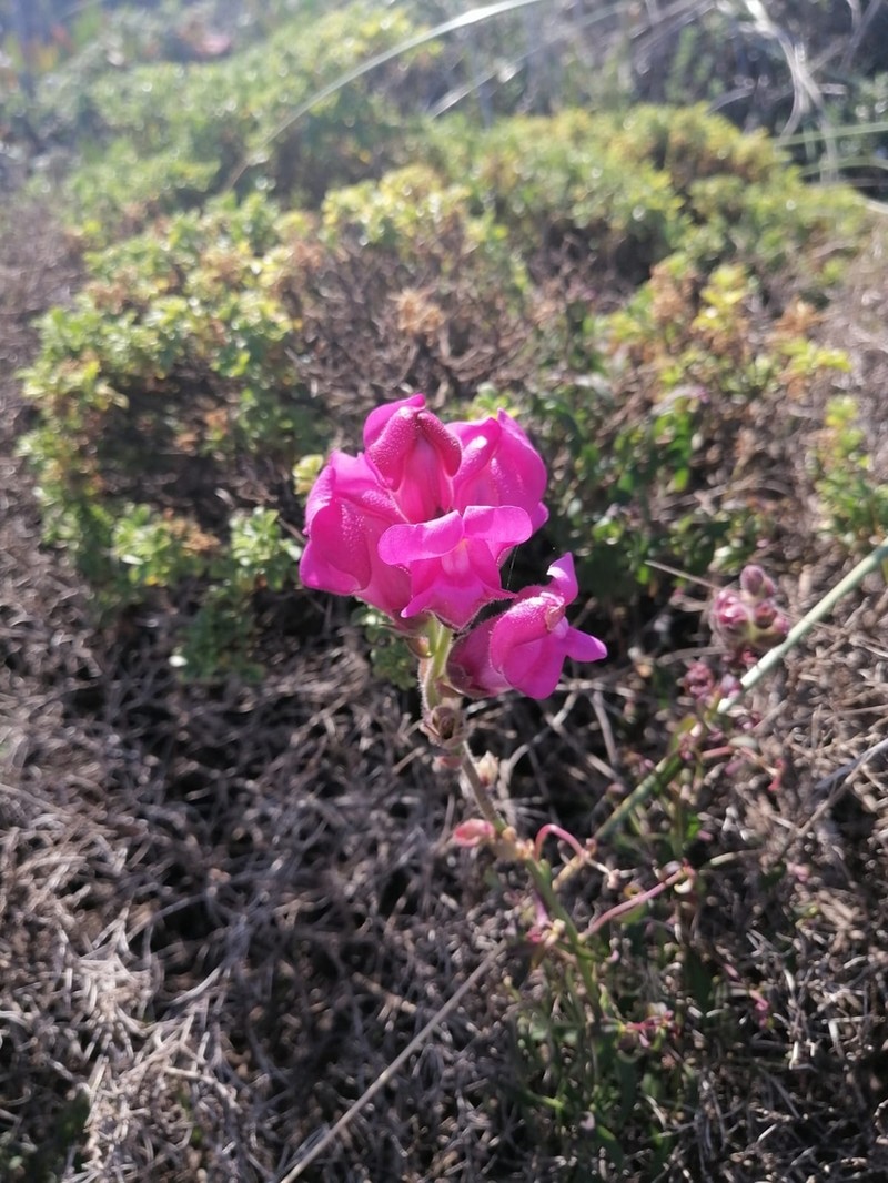 Antirrhinum cirrhigerum photo 4