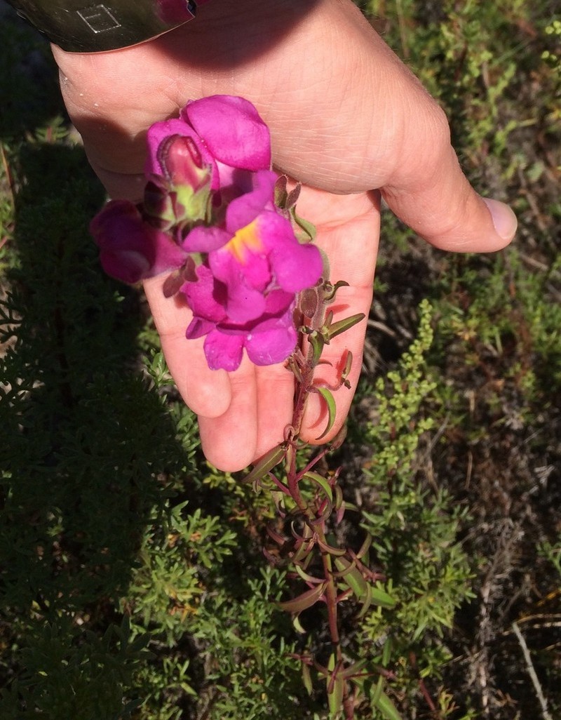 Antirrhinum cirrhigerum photo 5