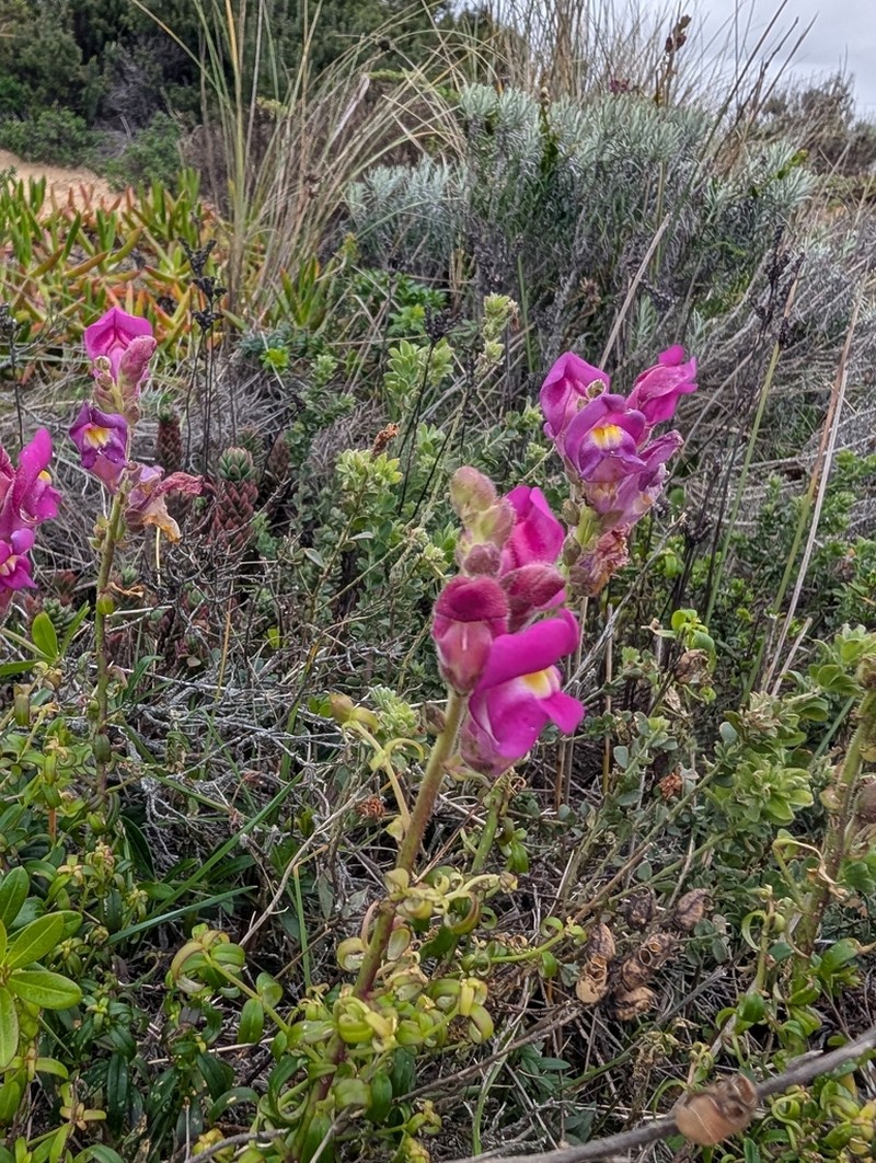 Antirrhinum cirrhigerum photo 6