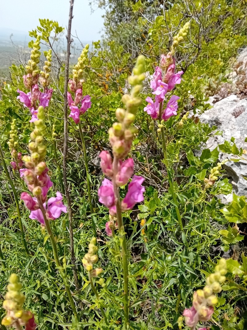 Antirrhinum cirrhigerum photo 7