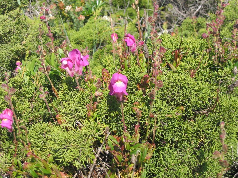 Antirrhinum cirrhigerum photo 8