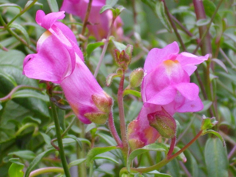 Antirrhinum controversum