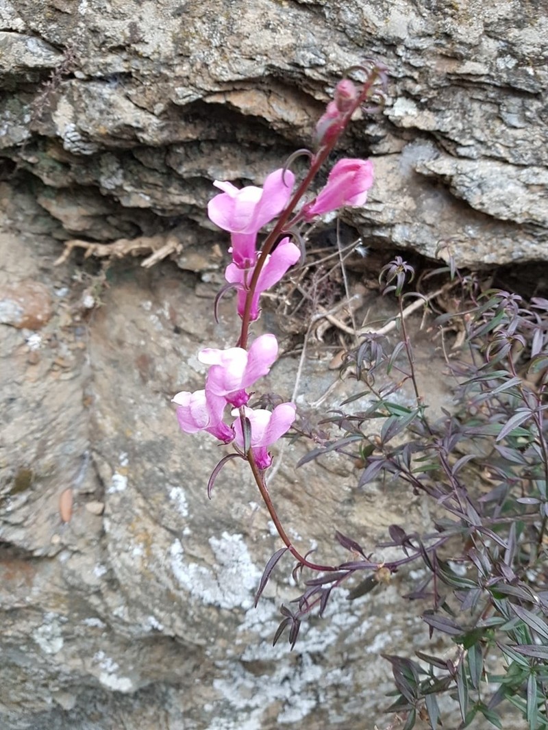 Antirrhinum controversum photo 2
