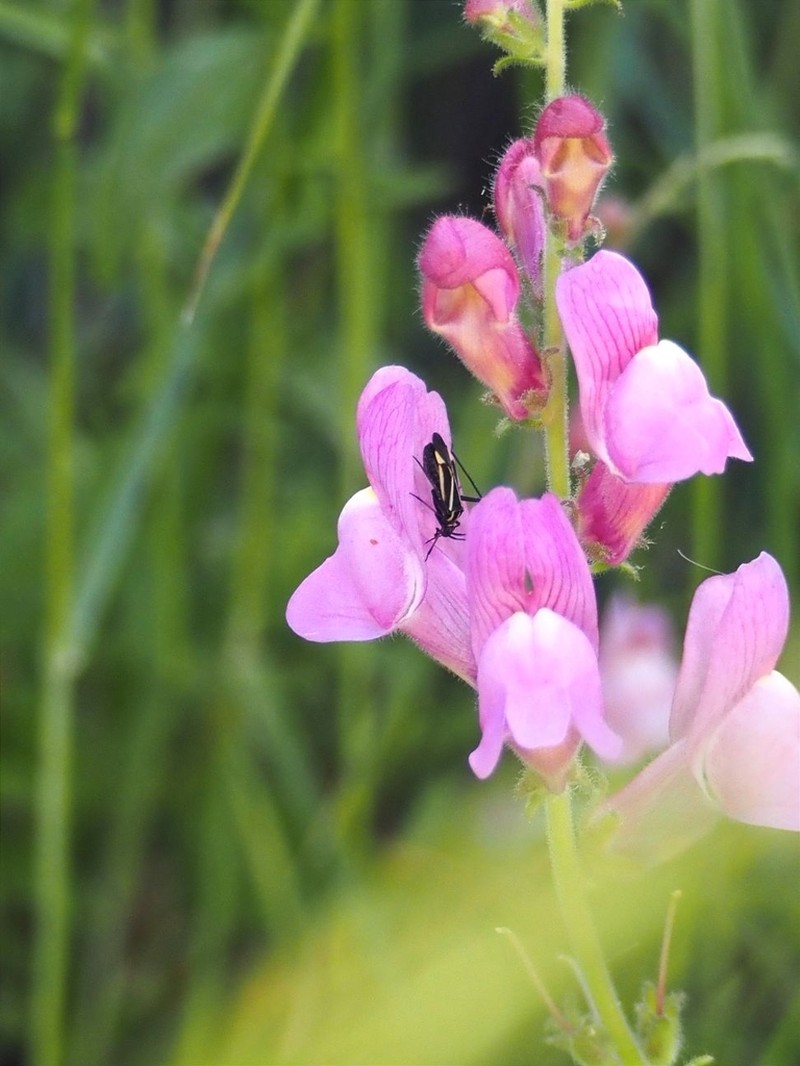 Antirrhinum controversum photo 3