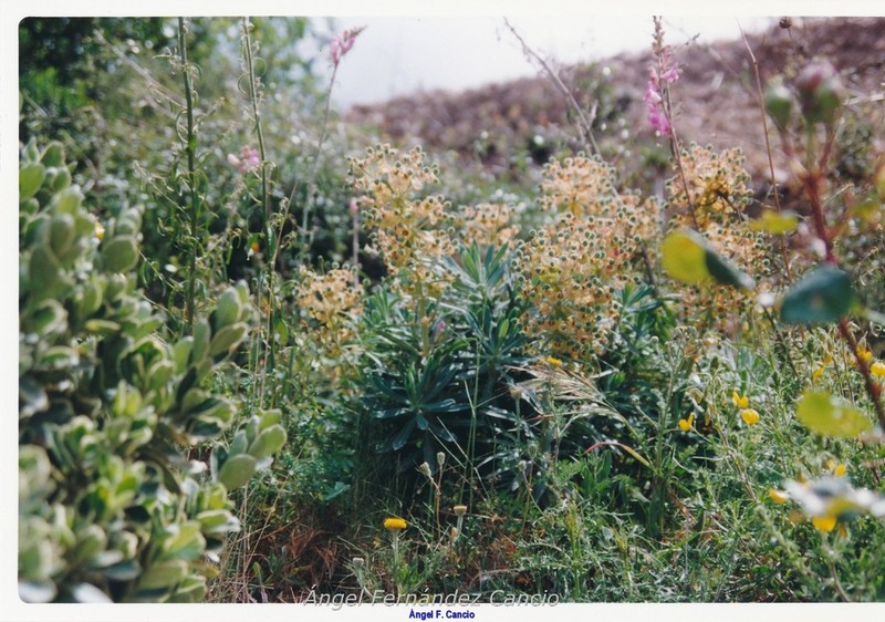 Antirrhinum controversum photo 4