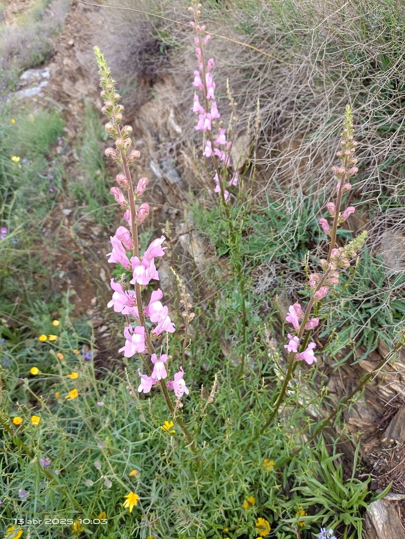 Antirrhinum controversum photo 5
