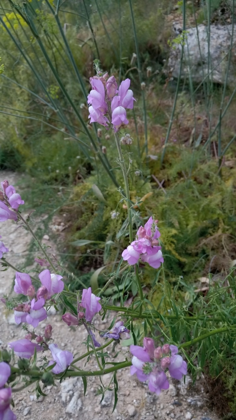 Antirrhinum controversum photo 6