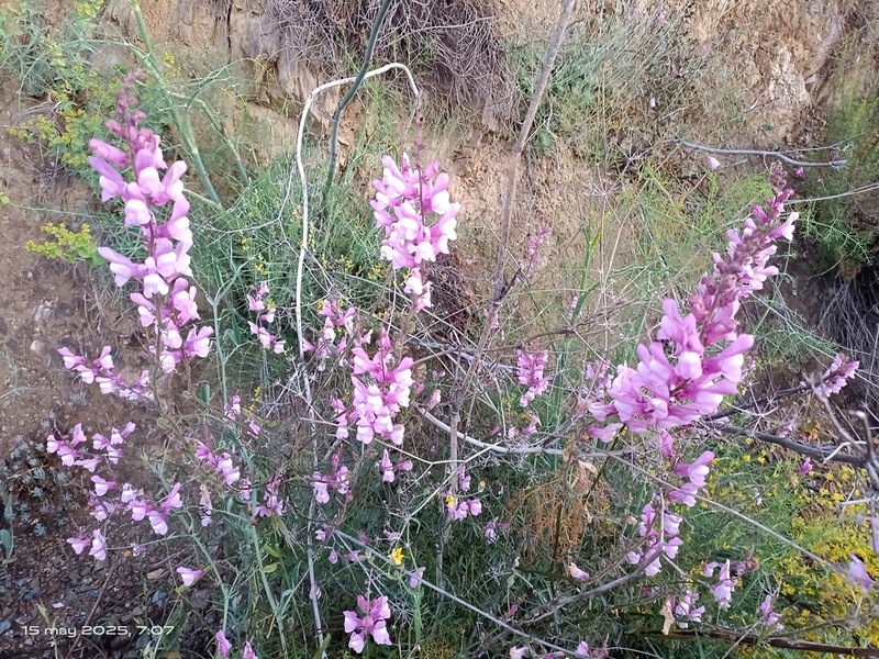 Antirrhinum controversum photo 7
