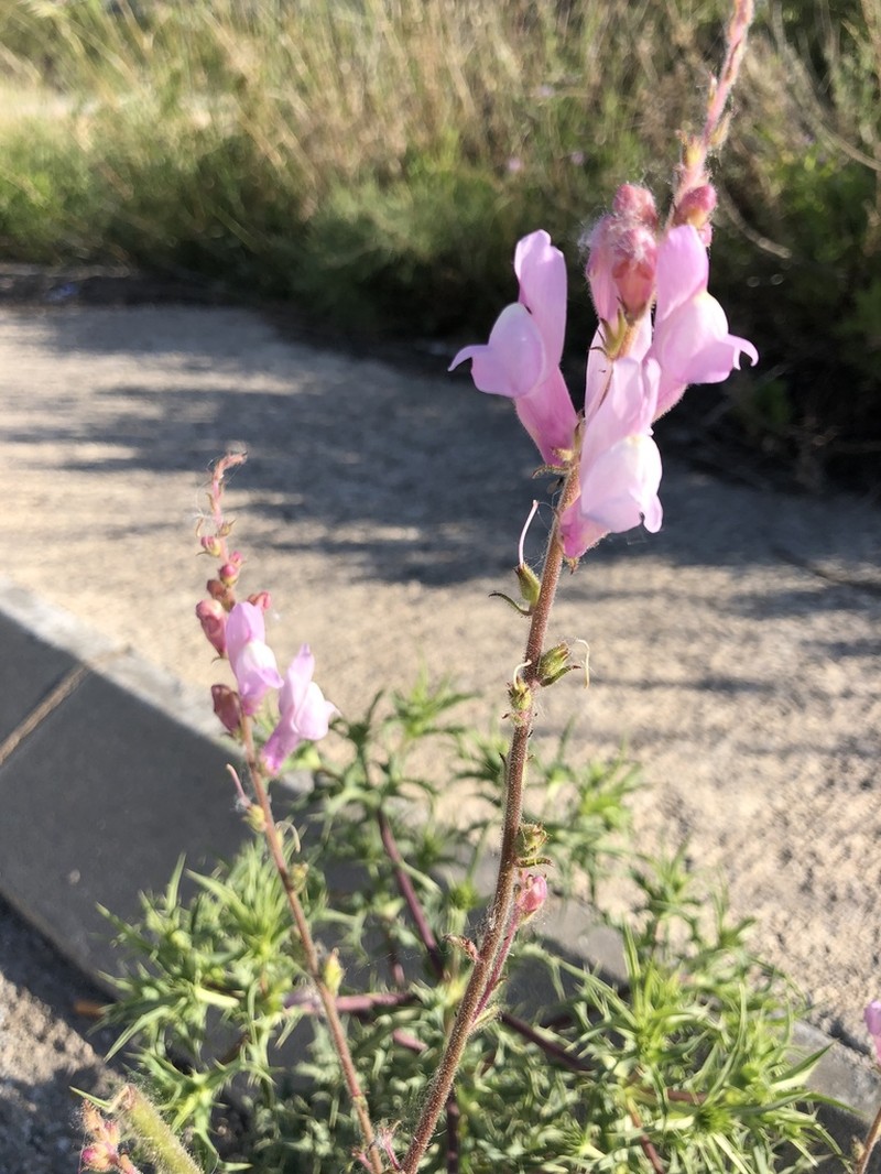 Antirrhinum controversum photo 8