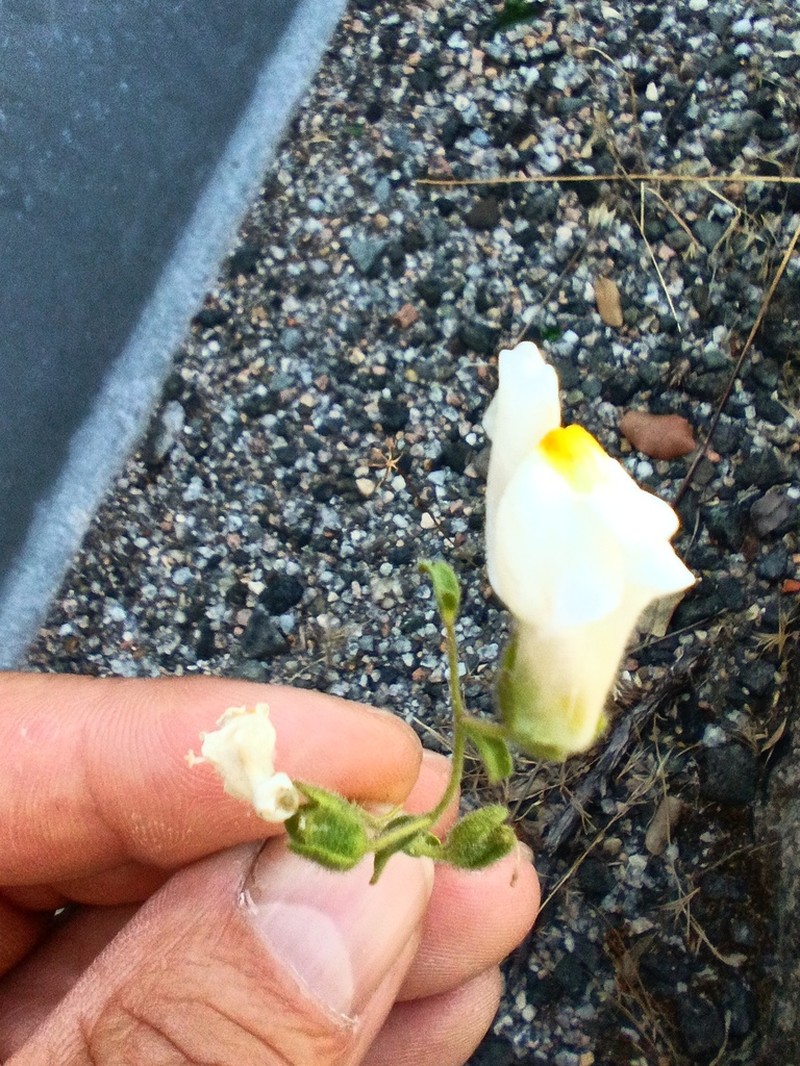 Antirrhinum graniticum