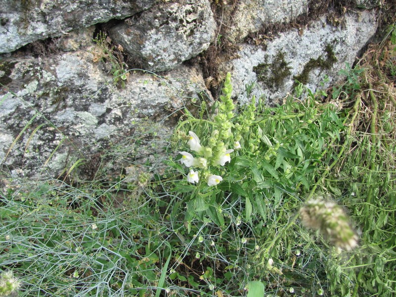 Antirrhinum graniticum photo 2