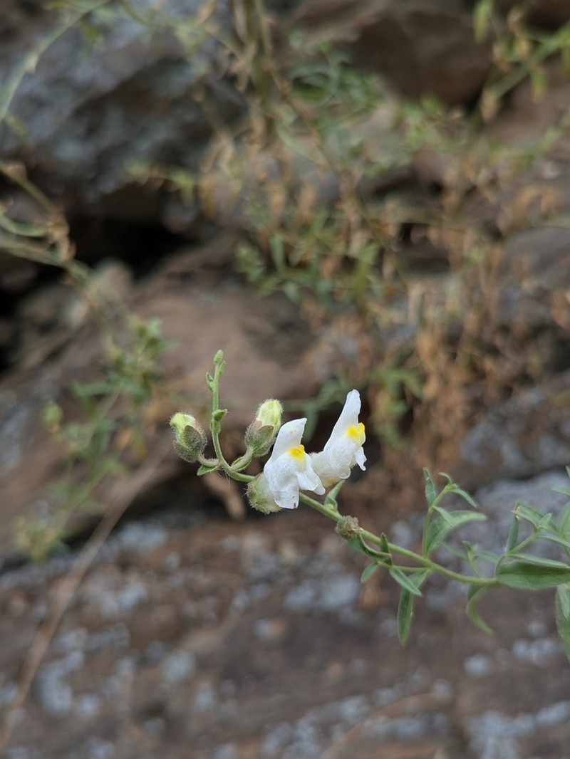 Antirrhinum graniticum photo 3